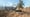 Liebherr