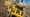 Caterpillar und Zeppelin launchen D8T