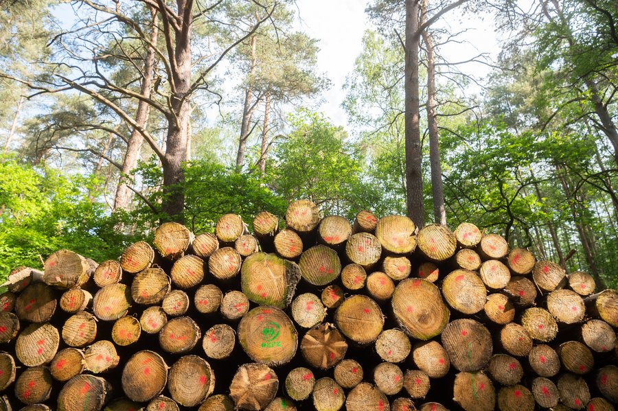 Deutscher Säge- und Holzindustrie Bundesverband (DeSH) Energiepolitik