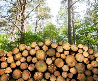 Deutscher Säge- und Holzindustrie Bundesverband (DeSH) Energiepolitik